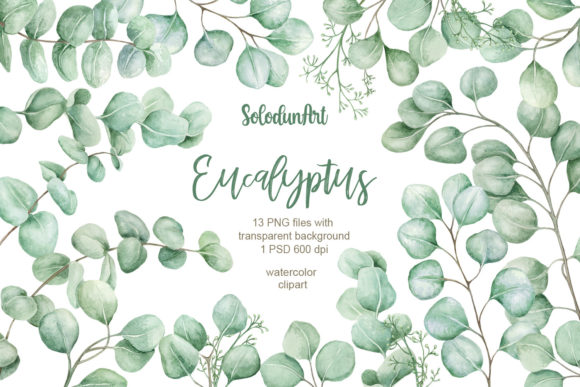 Download Watercolor Eucalyptus Clipart - Watercolor Collection