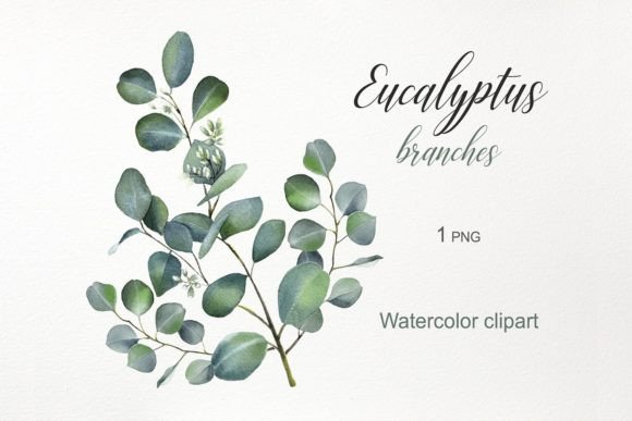 Download Watercolor Flowers. Eucalyptus Clipart - Watercolor Collection